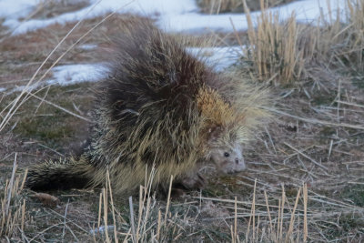 Porcupine