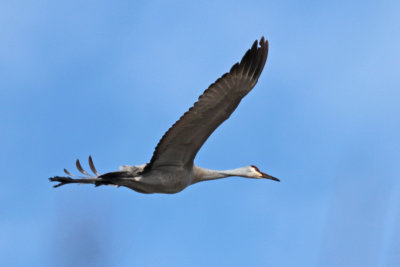 Sandhill Crane