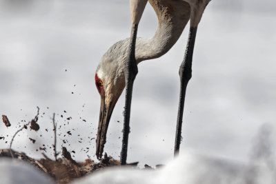 Sandhill Crane