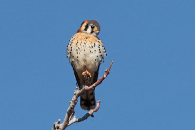 American Kestrel