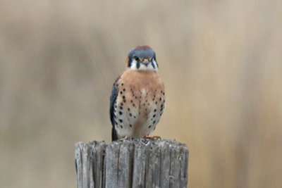 American Kestrel