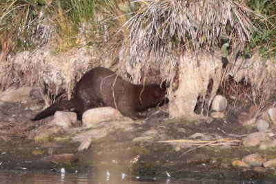 Mink
