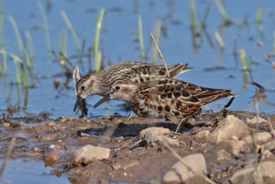 Least Sandpiper