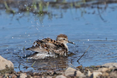 Least Sandpiper