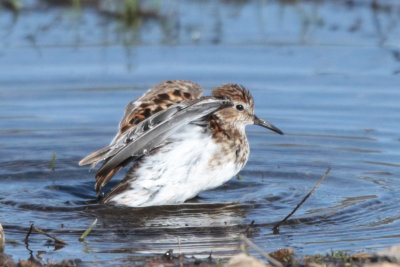 Least Sandpiper