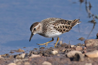 Least Sandpiper