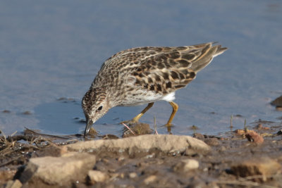 Least Sandpiper