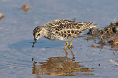 Least Sandpiper