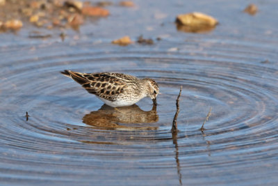 Least Sandpiper