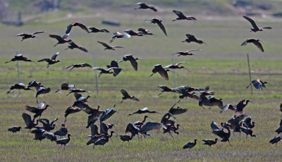 White-faced Ibis