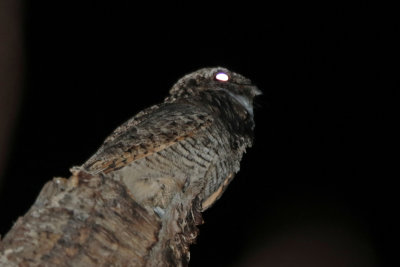 Common Poorwill