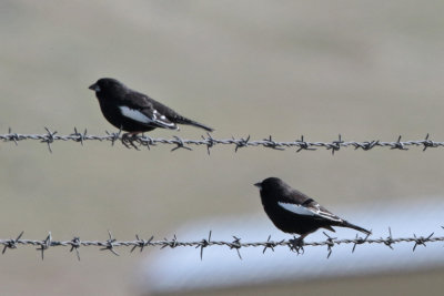 Lark Bunting