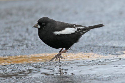 Lark Bunting