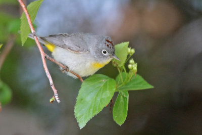 Virginia's Warbler