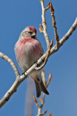 Hoary Redpoll