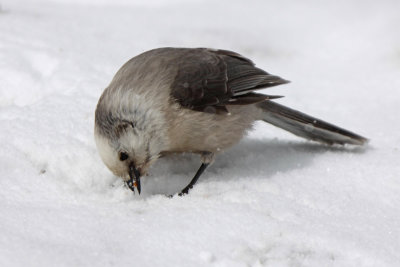 Canada Jay