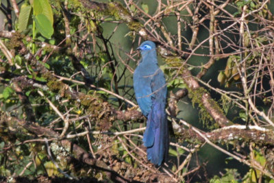 Blue Coua