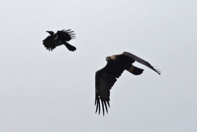 Collared Crow and Imperial Eagle