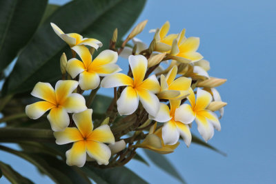 Plumeria