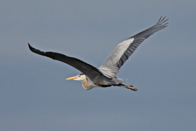 20130222_9965GreatBlueHeron.jpg