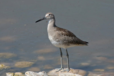 Willet (Western)