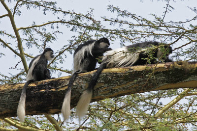 Black and White Colobus Monkeys