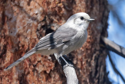 Canada Jay