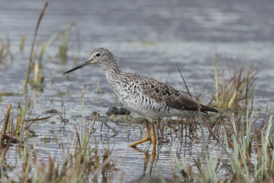 Greater Yellowlegs
