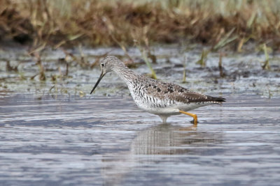 Greater Yellowlegs