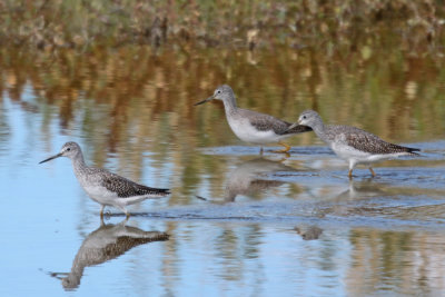 Greater Yellowlegs