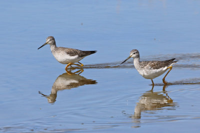 Greater Yellowlegs