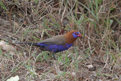 Waxbills and Finches