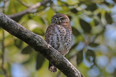 Cuban Pygmy-Owl