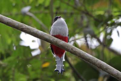 Cuban Trogon