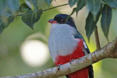 Cuban Trogon