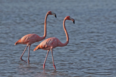 Great Flamingos