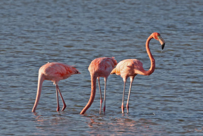 Great Flamingos