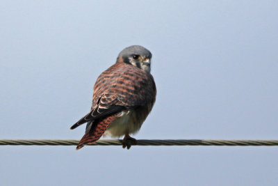 American Kestrel