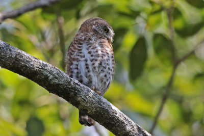 Cuban Pygmy-Owl