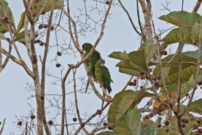 Cuban Parakeets