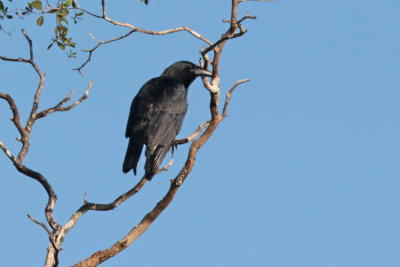 Cuban Crow