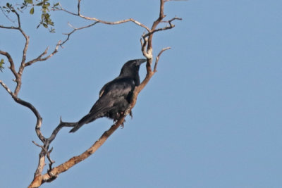 Cuban Crow