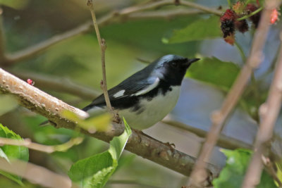 Black-throated Blue Warbler