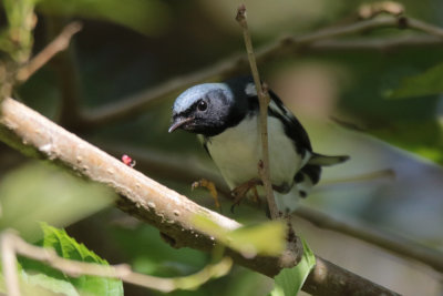 Black-throated Blue Warbler