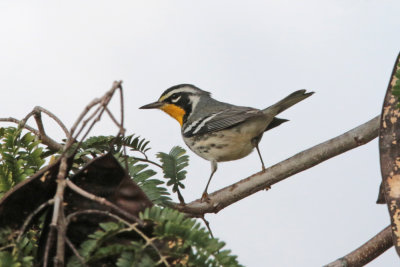 Yellow-throated Warbler