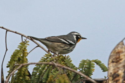 Yellow-throated Warbler