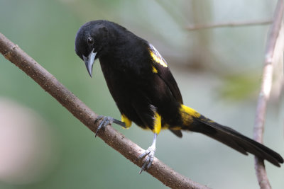 Cuban Oriole 