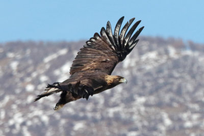 Golden Eagle