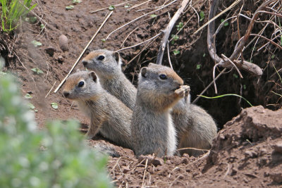 Uinta Ground Squirrels (Potguts)