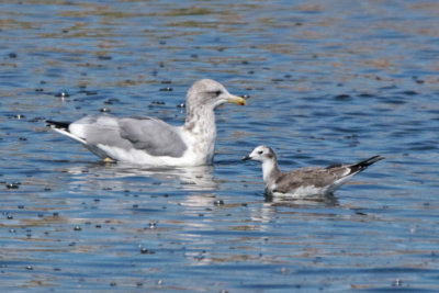 Sabine's Gull with California Gull: a comparison